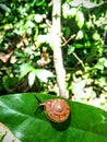 Little Snail in the Forest