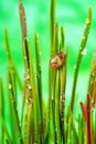 Little snail on green grass after rain Royalty Free Stock Photo