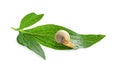 Little snail on green leaf against white background Royalty Free Stock Photo