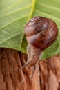 Little snail on a green leaf. A mollusk with a small house on the back