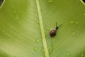 Little snail on green leaf Royalty Free Stock Photo