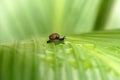 Little snail on green leaf rain water drop Royalty Free Stock Photo