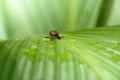 Little snail on green leaf rain water drop Royalty Free Stock Photo