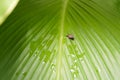 Little snail on green leaf rain water drop Royalty Free Stock Photo