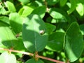 Little snail on green honeysuckle leaf. Concept of ecology, Animal, save earth. wildlife, summer season Royalty Free Stock Photo
