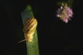 Little snail on the leaf against black background Royalty Free Stock Photo