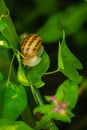Little snail on the leaf against black background Royalty Free Stock Photo