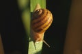 Little snail on the leaf against black background Royalty Free Stock Photo