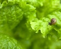 Little snail on the leaf of lettuce Royalty Free Stock Photo