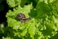 Little snail on the leaf of lettuce Royalty Free Stock Photo
