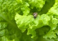 Little snail on the leaf of lettuce Royalty Free Stock Photo