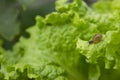 Little snail on the leaf of lettuce Royalty Free Stock Photo