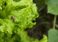 Little snail on the leaf of lettuce Royalty Free Stock Photo