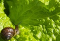 Little snail on the leaf of lettuce Royalty Free Stock Photo