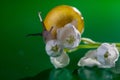 Little snail with lily of the valley. Magic snail creeps on a lily of the valley Royalty Free Stock Photo