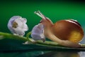 Little snail with lily of the valley. Magic snail creeps on a lily of the valley Royalty Free Stock Photo