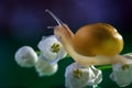 Little snail with lily of the valley. Magic snail creeps on a lily of the valley Royalty Free Stock Photo