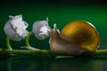 Little snail with lily of the valley. Magic snail creeps on a lily of the valley Royalty Free Stock Photo