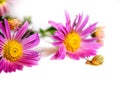 Little snail with pink flowers on a white background