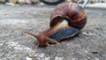 Little snail on a rainy day