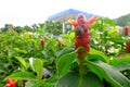 Little snail on red color of Indian Head Ginger,Costus speciosus. Royalty Free Stock Photo