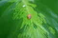 Little Snail Resting on the Vibrant Green Leaf