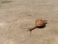Little snail sea Sandy beach