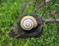 Little Snail Shell On Wood