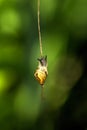 Snail. Leaf of a plant.