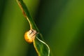 Snail. Leaf of a plant.