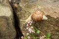 A little snail on stones Royalty Free Stock Photo