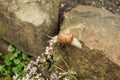 A little snail on stones Royalty Free Stock Photo