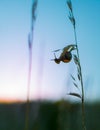 Little snail waiting for sunrise Royalty Free Stock Photo