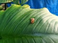 little snail walking on leaves