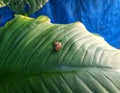 little snail walking on leaves