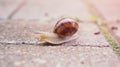 A little snail walks after the rain Royalty Free Stock Photo