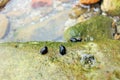 Little snails