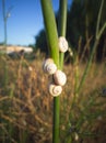 Little snails in grass