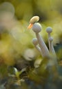 little snails on the mushrooms in the morning Royalty Free Stock Photo