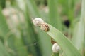 Little Snails