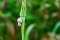 Little snails on small grass flower Royalty Free Stock Photo