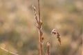 Little snails on a thin spike at dawn.