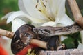 Little snake in bright beautiful colors