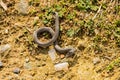 Little Snake on ground