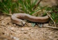 Little snake on the ground. Selective focus