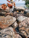 Little snake hiding among stones rocks on lake beach on summer autumn day. Canadian Ontario wildlife fauna Royalty Free Stock Photo