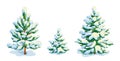 Little snow-covered pine tree and two fir trees. Vector dwawing Royalty Free Stock Photo