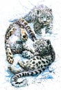 Little snow leopard Royalty Free Stock Photo