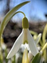 Little snowdrops in early spring, first white flowers in macro