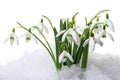 Little snowdrops in snow Royalty Free Stock Photo